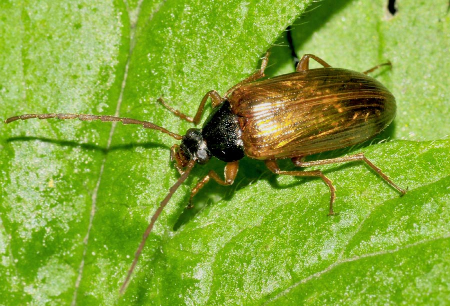Gonodera luperus, Tenebrionidae Alleculinae